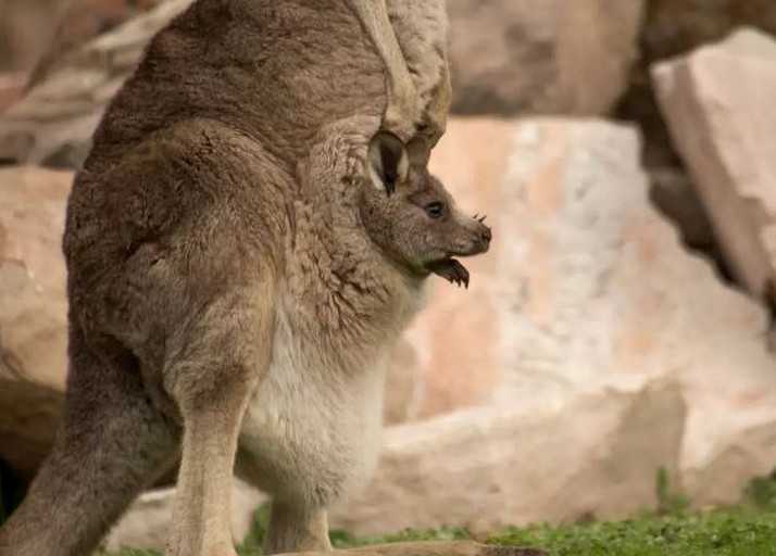 Villas (Halls Gap, Victoria, Australia)