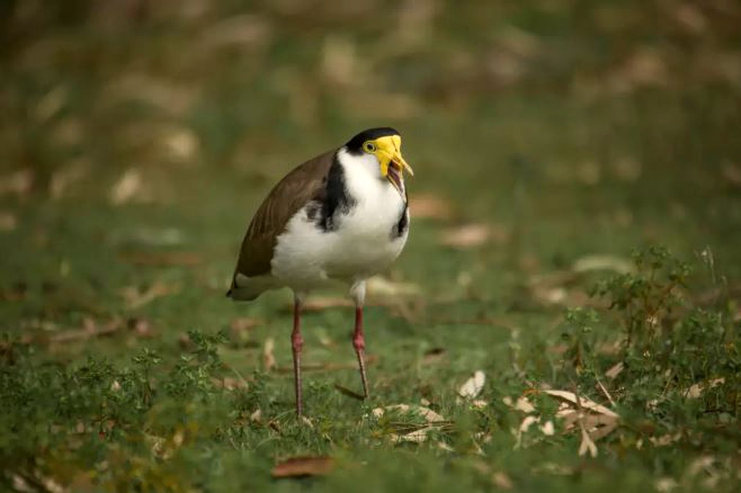 Romantic Luxury Villa with a Spa, Central to Halls Gap, Victoria