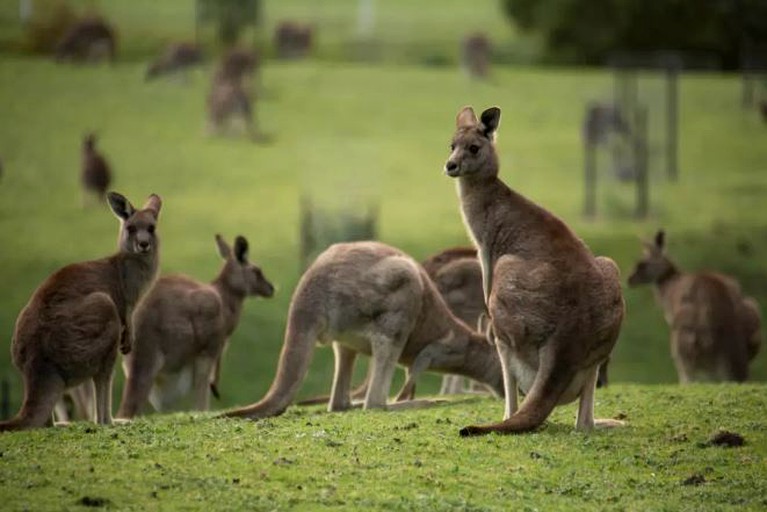 Villas (Halls Gap, Victoria, Australia)