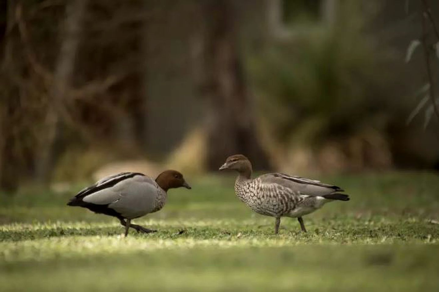 Romantic Luxury Villa with a Spa, Central to Halls Gap, Victoria