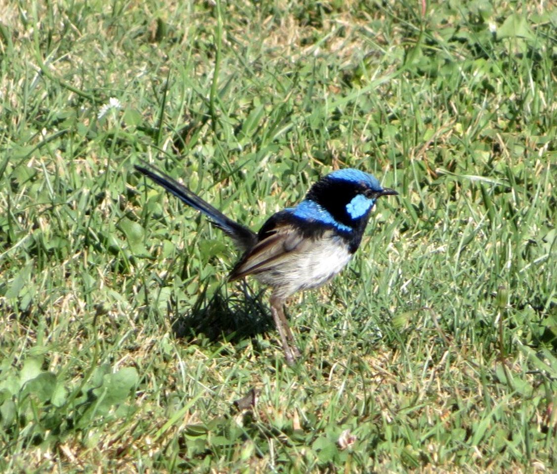 Idyllic Cottage Rental for a Farm Stay near Wynyard, Tasmania