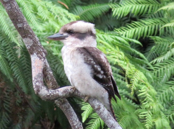 Cottages (Wynyard, Tasmania, Australia)