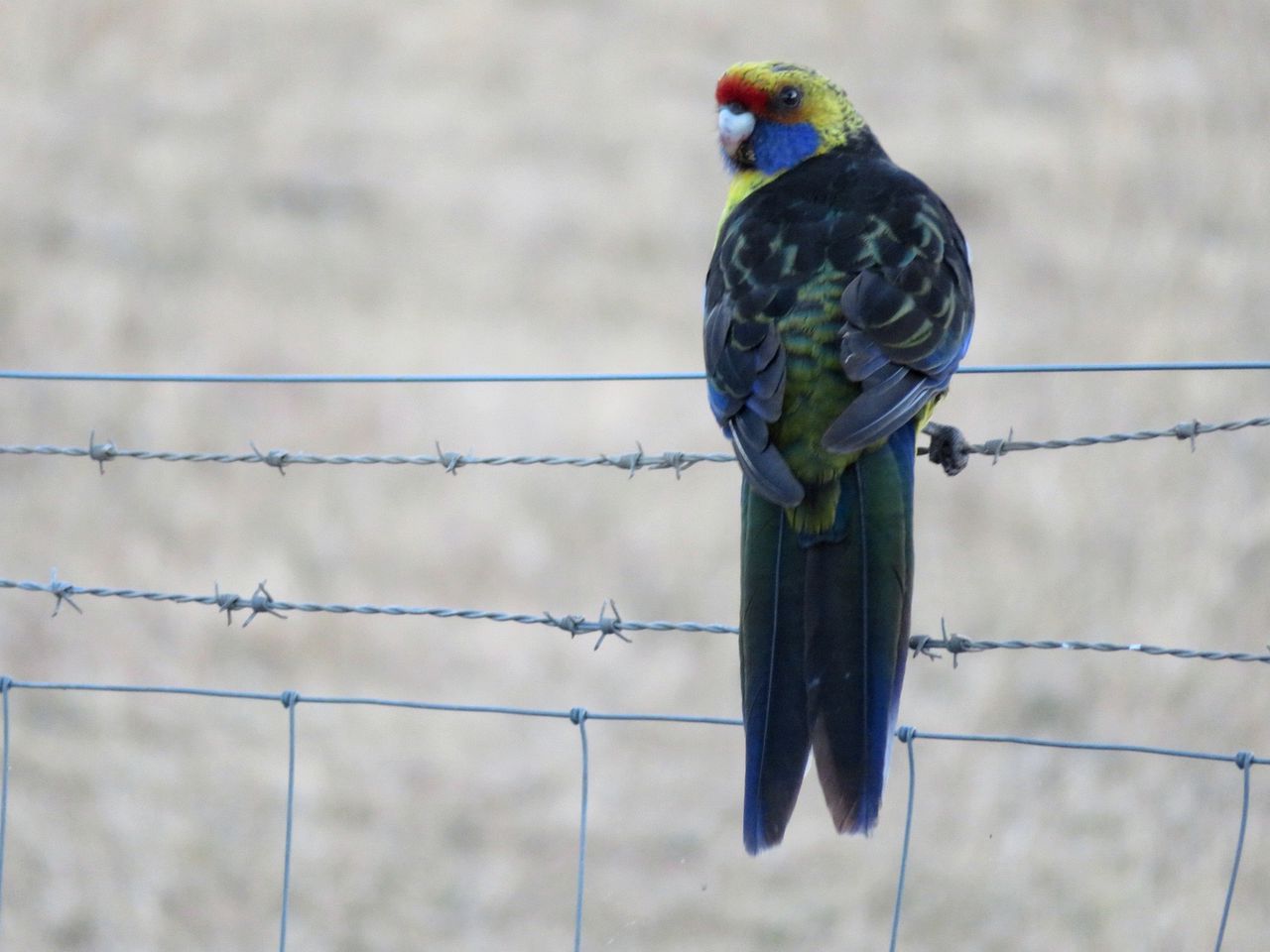 Idyllic Cottage Rental for a Farm Stay near Wynyard, Tasmania