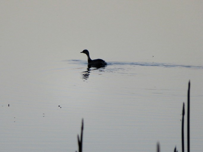 Cottages (Wynyard, Tasmania, Australia)