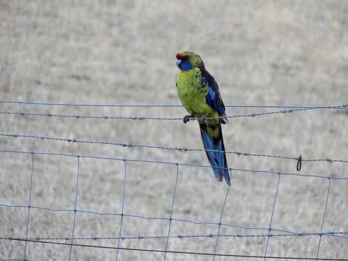 Cottages (Wynyard, Tasmania, Australia)