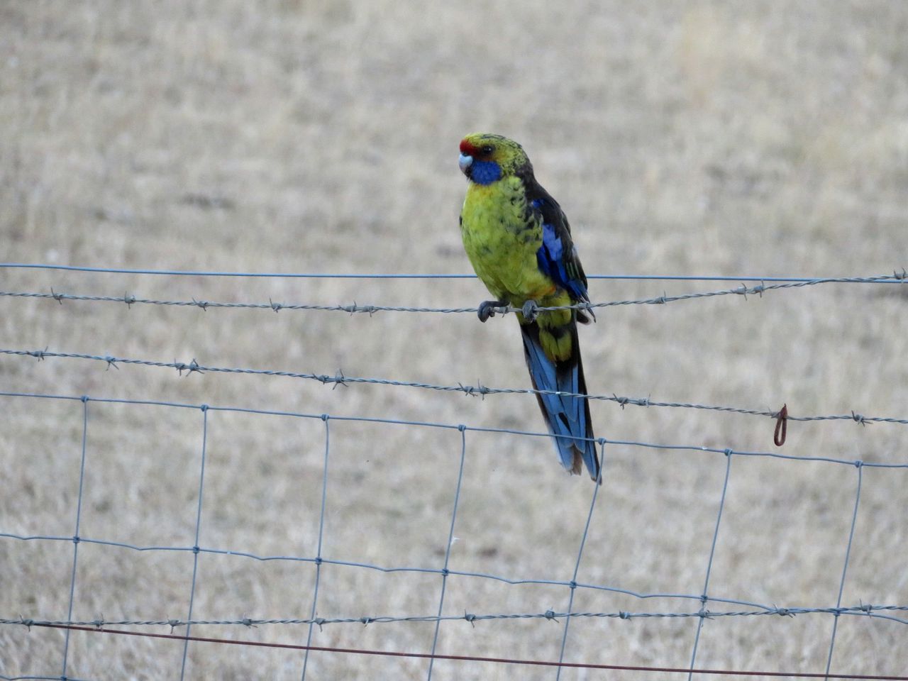 Idyllic Cottage Rental for a Farm Stay near Wynyard, Tasmania