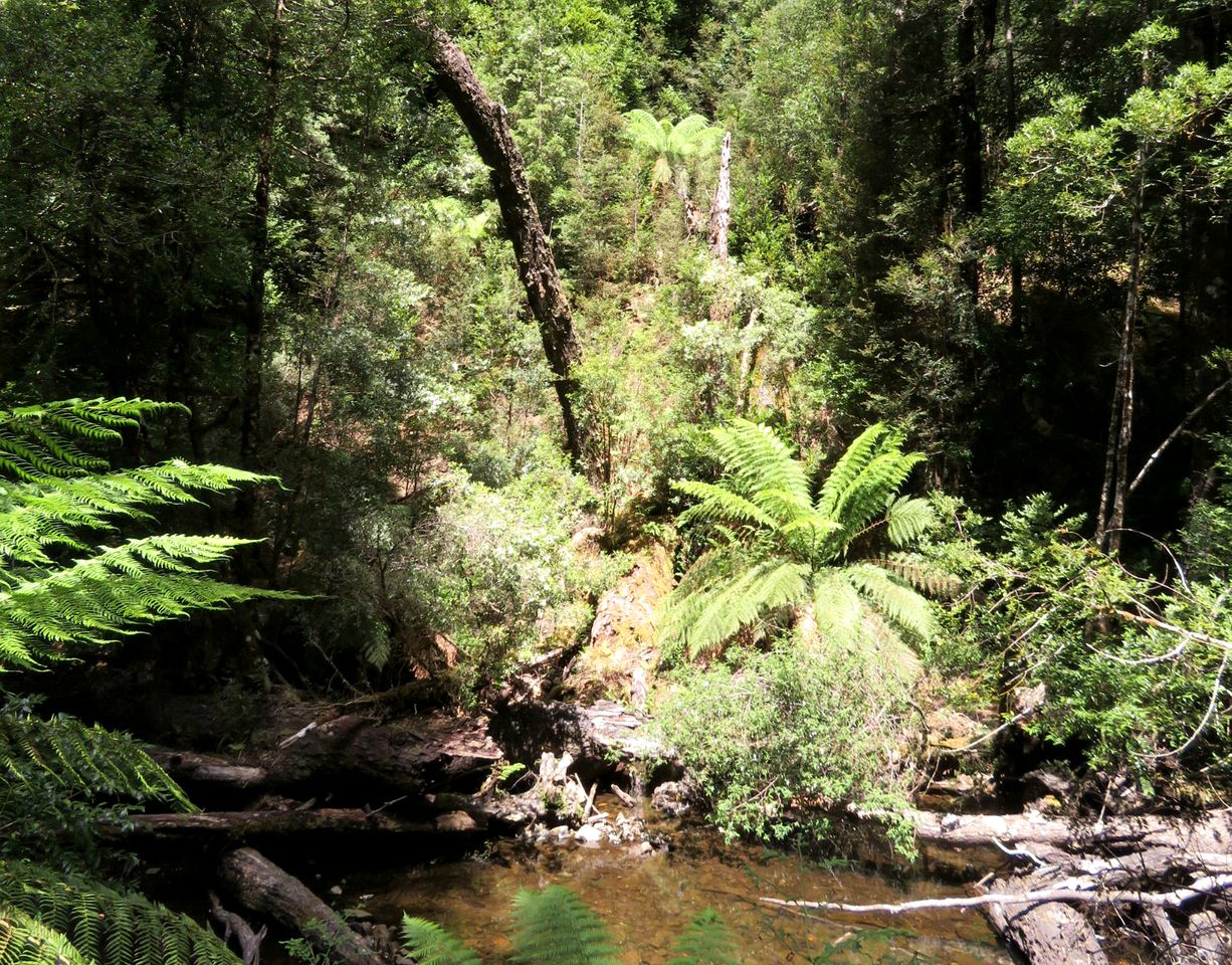 Idyllic Cottage Rental for a Farm Stay near Wynyard, Tasmania