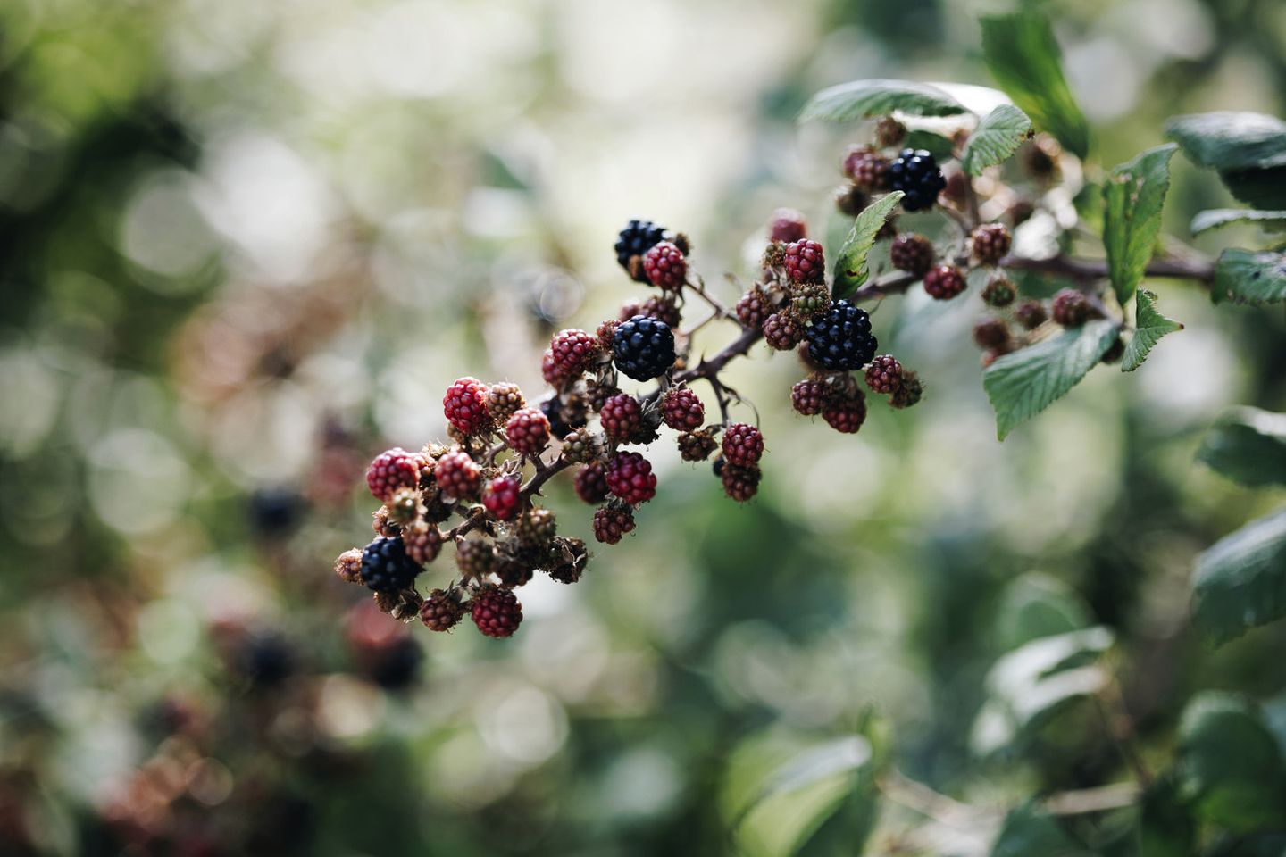 Idyllic Intimate Cabin with Jacuzzi Perfect for Couples Retreat in UK