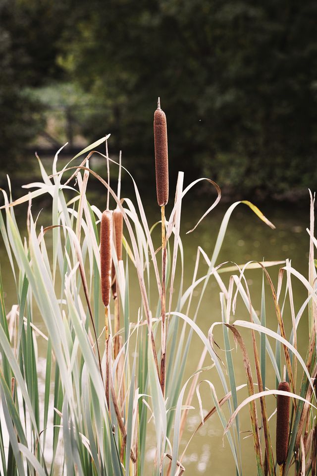 Idyllic Intimate Cabin with Jacuzzi Perfect for Couples Retreat in UK