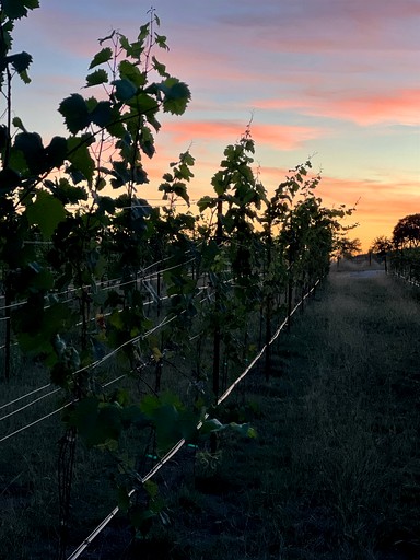 Tented Cabins (United States of America, Johnson City, Texas)