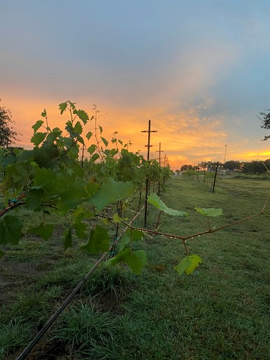 Tented Cabins (United States of America, Johnson City, Texas)