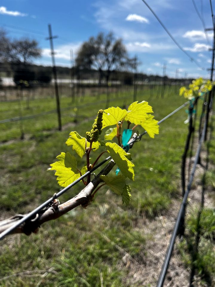 Idyllic Tented Cabin Incredible for Adventure Lovers in Texas