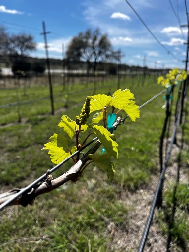 Tented Cabins (United States of America, Johnson City, Texas)