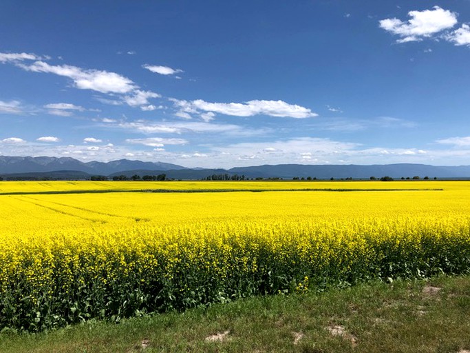 Cabins (Somers, Montana, United States)