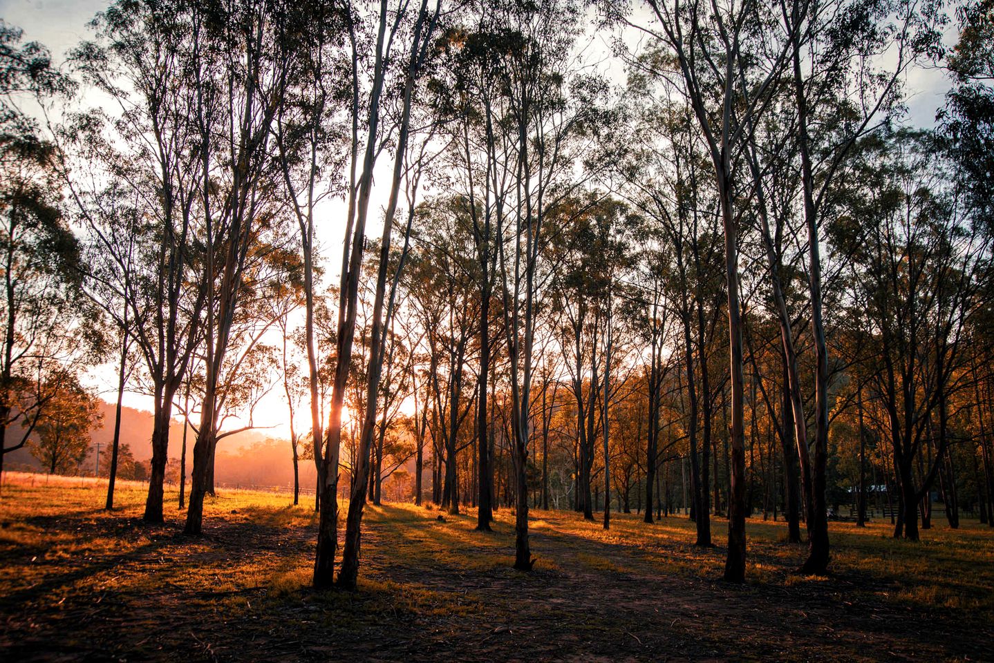 Impressive Tiny House Nestled Amidst Trees in Broke, New South Wales
