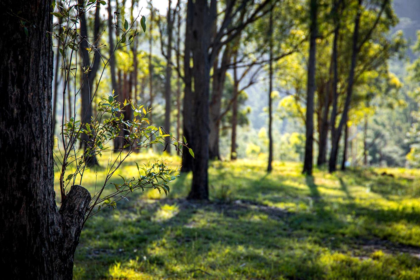 Impressive Tiny House Nestled Amidst Trees in Broke, New South Wales