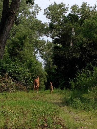 Cottages (United States of America, Gary, Indiana)