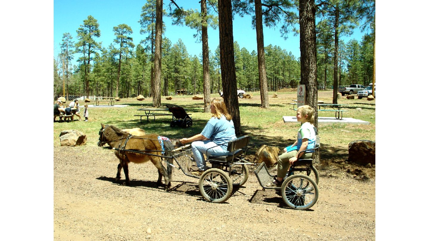 Incredible Log Cabin with Gorgeous Sights in Pinetop, Arizona