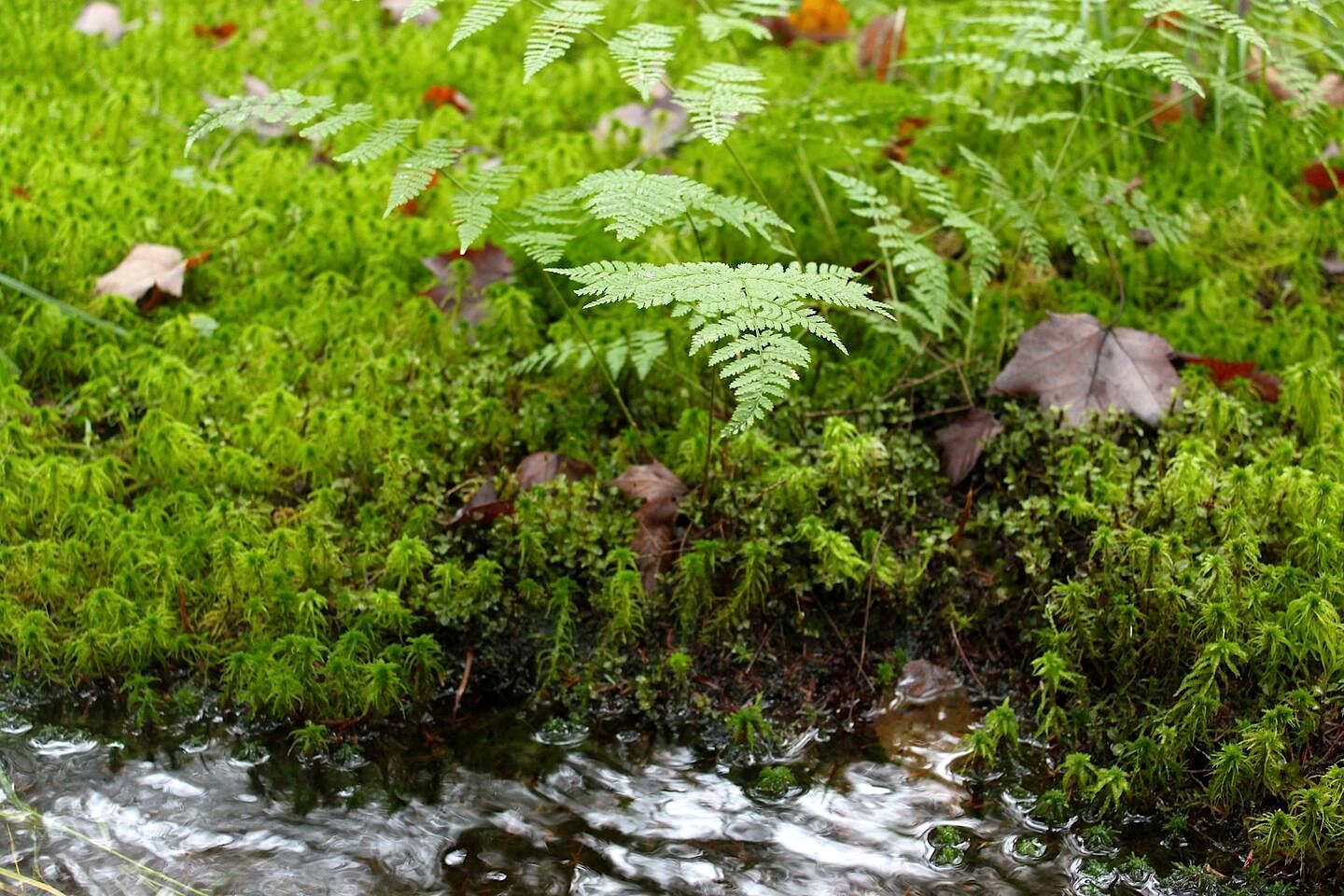Incredible, Secluded, Off-Grid Bell Tent for a Romantic Glamping Escape in Deer Lake, Ontario