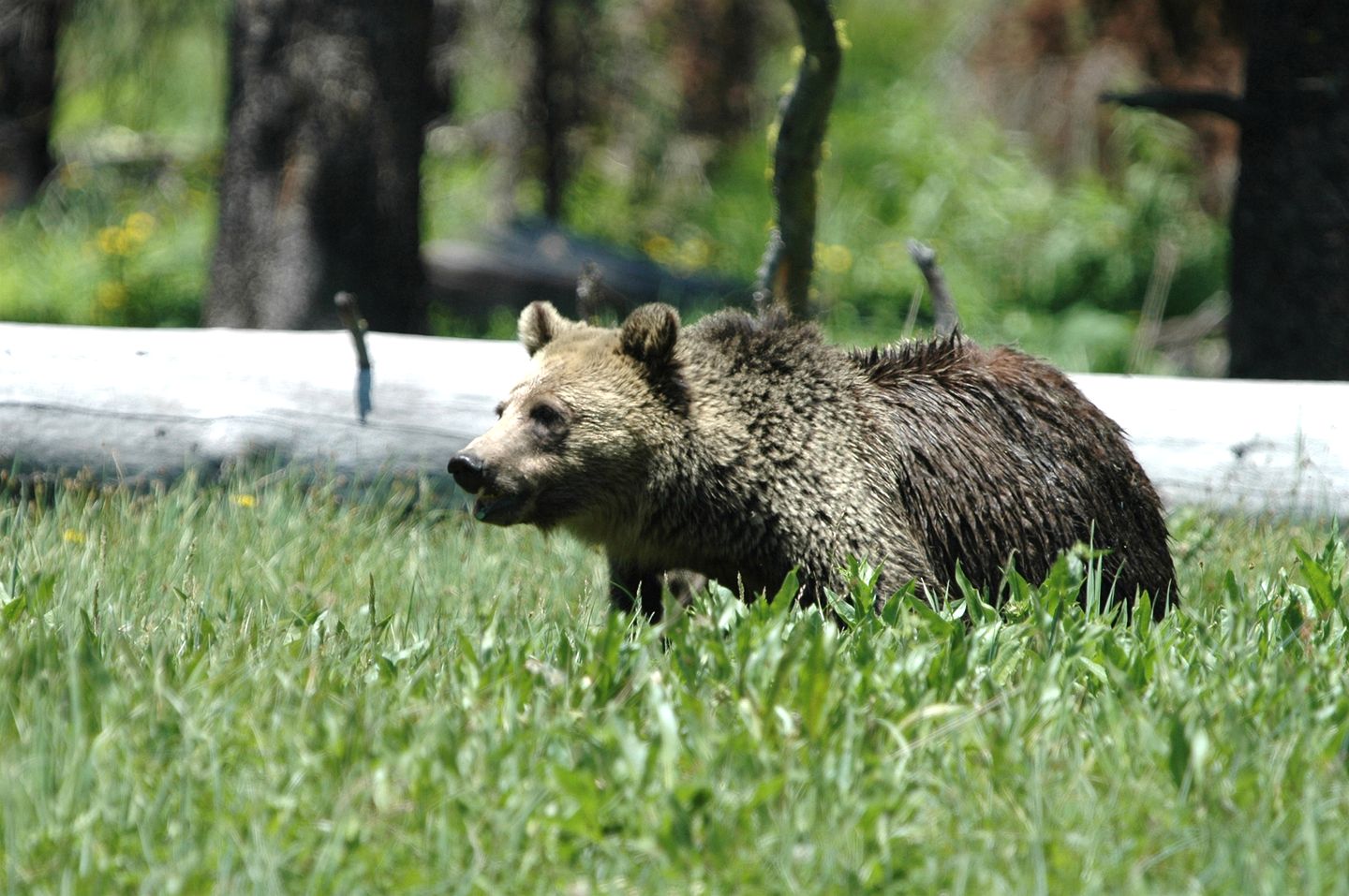 Incredible Wooden Cabin with Fantastic Hiking Trails in Island Park, Idaho