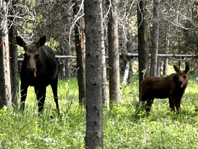 Cabins (United States of America, Island Park, Idaho)