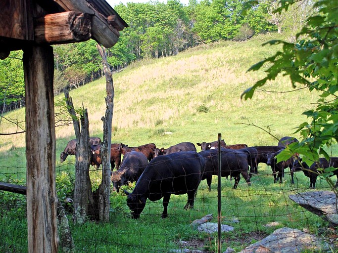Log Cabins (Independence, Virginia, United States)