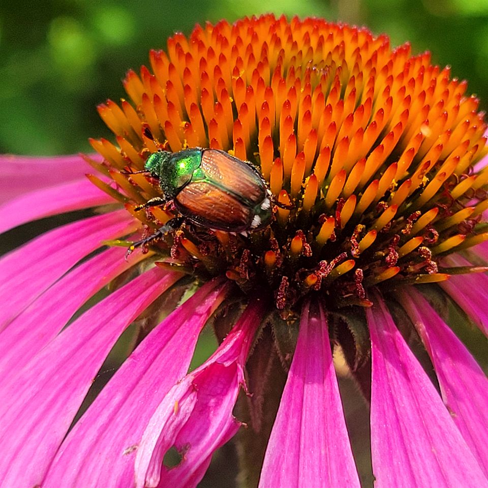 Incredible Secluded Tipi with Barbecue in Saint Croix Falls, Wisconsin