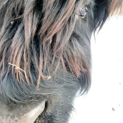 Tipis (United States of America, Saint Croix Falls, Wisconsin)