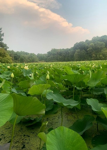 Tipis (United States of America, Saint Croix Falls, Wisconsin)