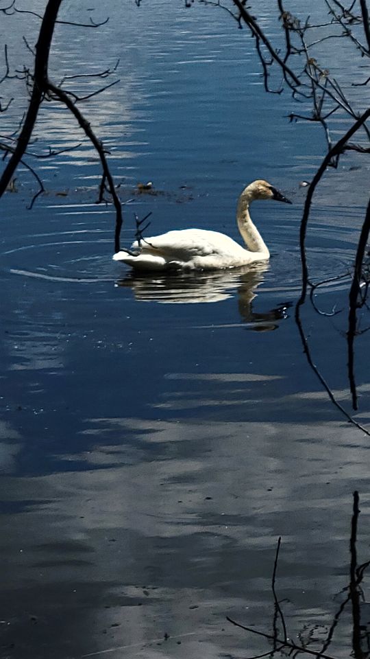 Incredible Secluded Tipi with Barbecue in Saint Croix Falls, Wisconsin