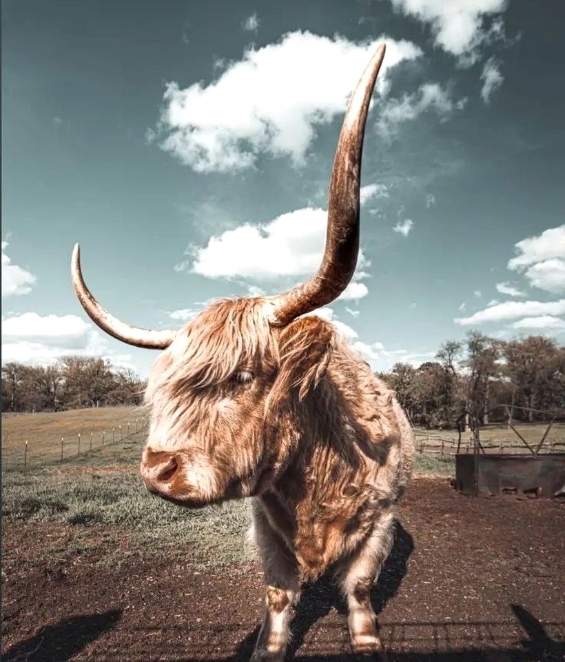 Incredible Secluded Tipi with Barbecue in Saint Croix Falls, Wisconsin