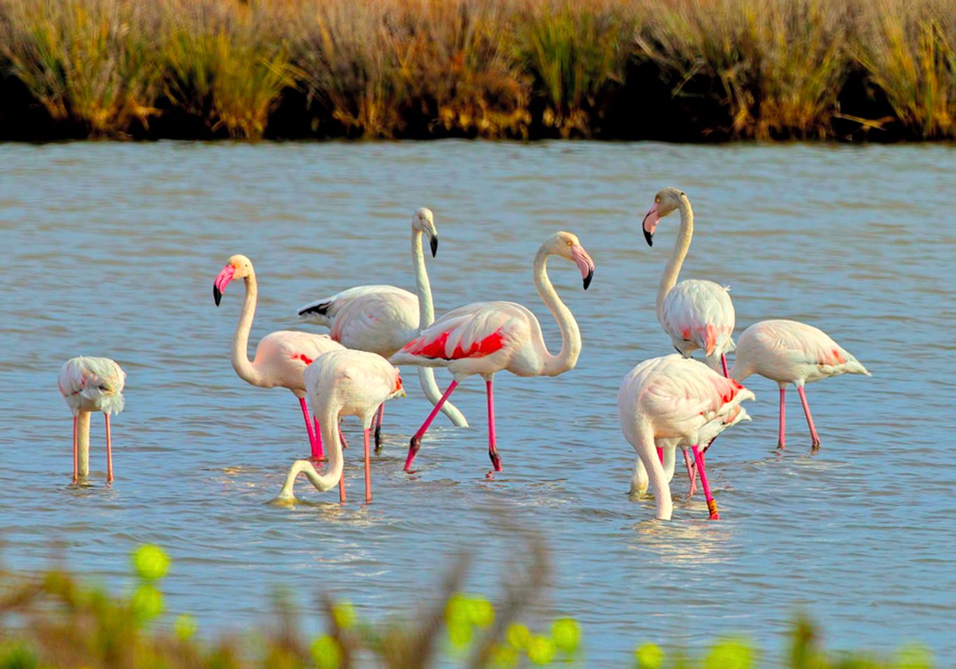 Intrepid Caravan Rental for Four Guests in Algarve, Portugal