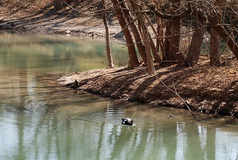 Cabins (Canyon Lake, Texas, United States)