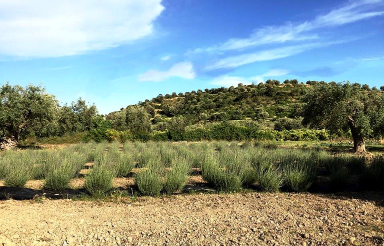 Tented Cabins (Noto, Sicily, Italy)