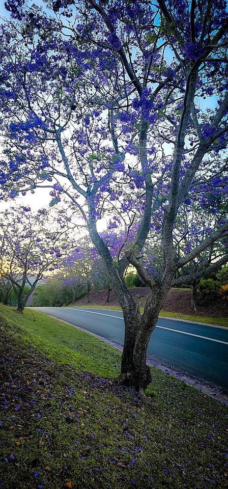 Lovely Tiny House with Beautiful Landscape Views in Samford Valley, Queensland