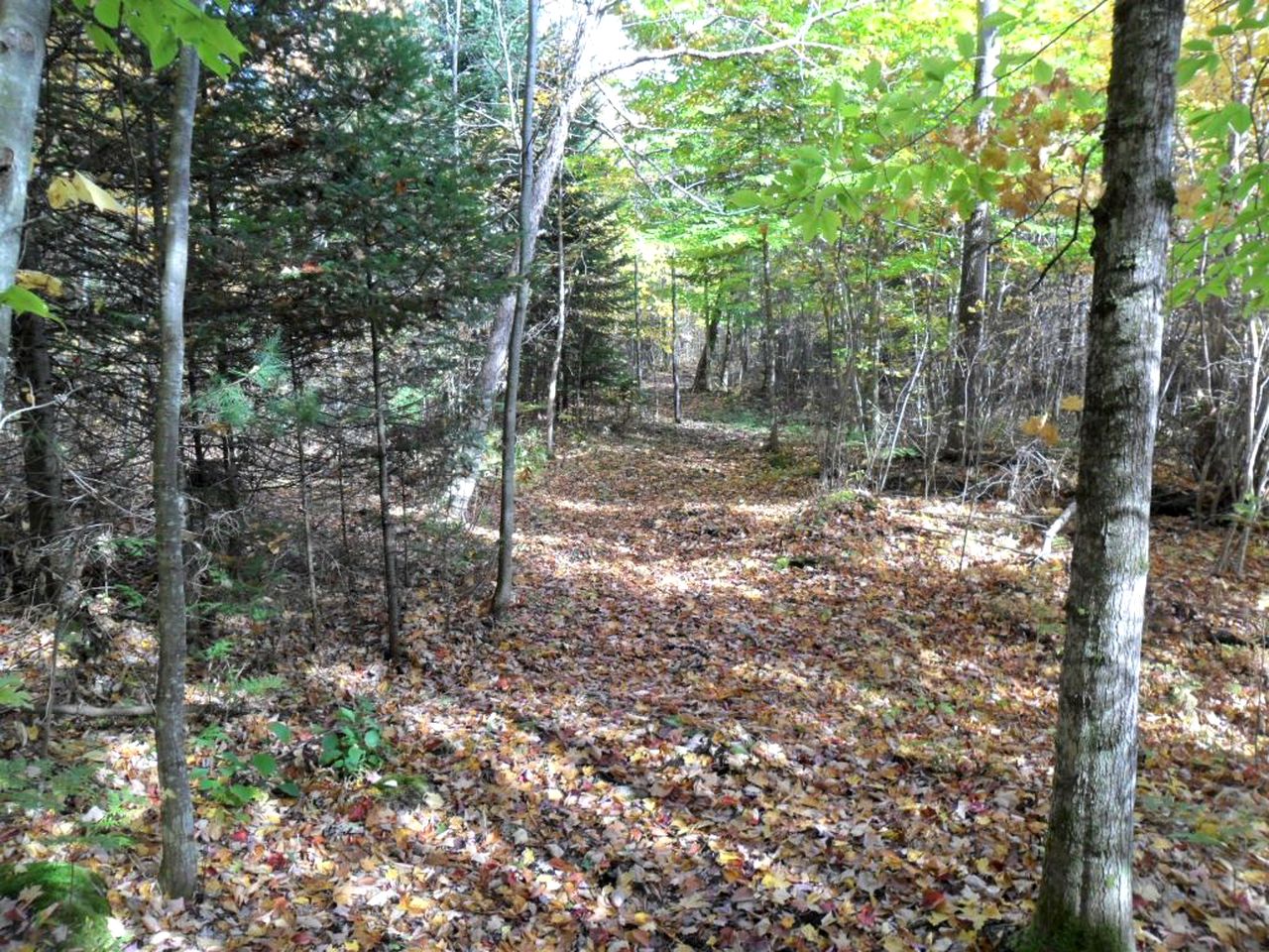 Impressive Cabin Rental for Large Groups in Au Sable Forks, New York