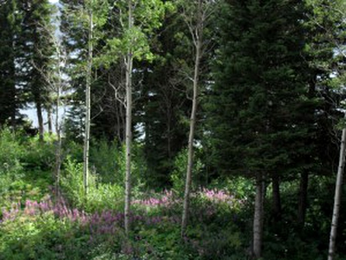 Cabins (Island Park, Idaho, United States)