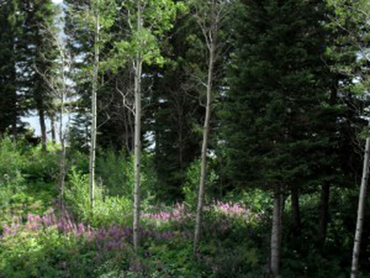 Cabin Rental near Yellowstone National Park in Island Park, Idaho