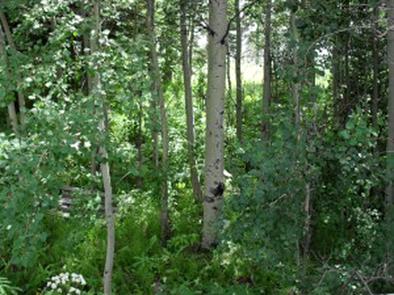Cabin Rental with Views of Henry's Lake near Yellowstone National Park, Idaho