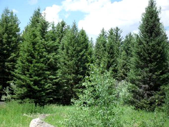 Cabins (Island Park, Idaho, United States)