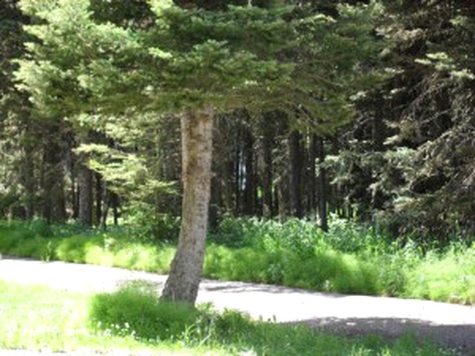 Cabins (Island Park, Idaho, United States)