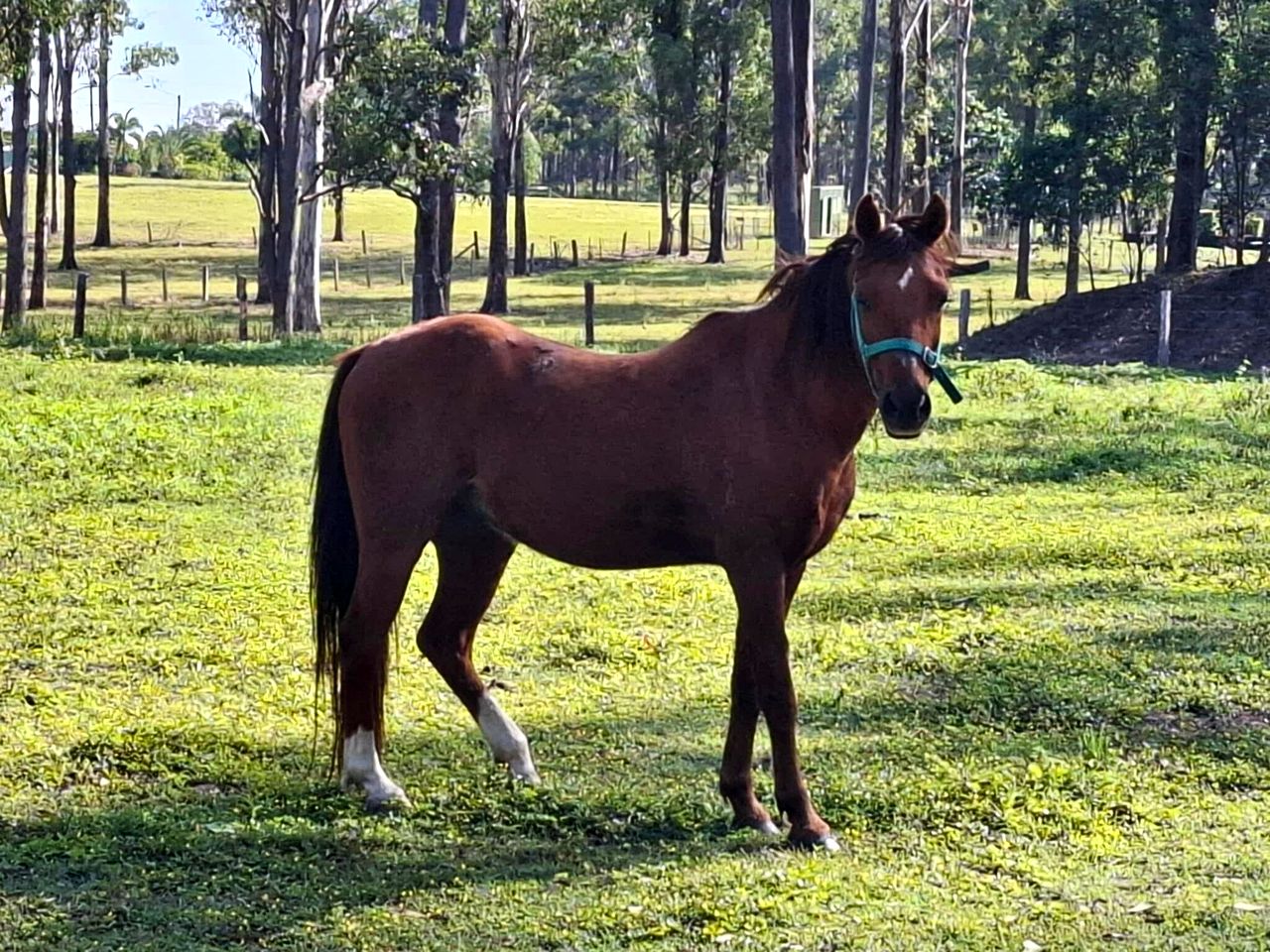 Charming Tiny House with Farm Animals and Pool near Bundaberg, South Kolan QLD