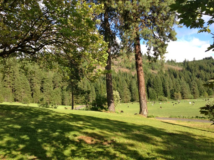 Log Cabins (Trout Lake, Washington, United States)