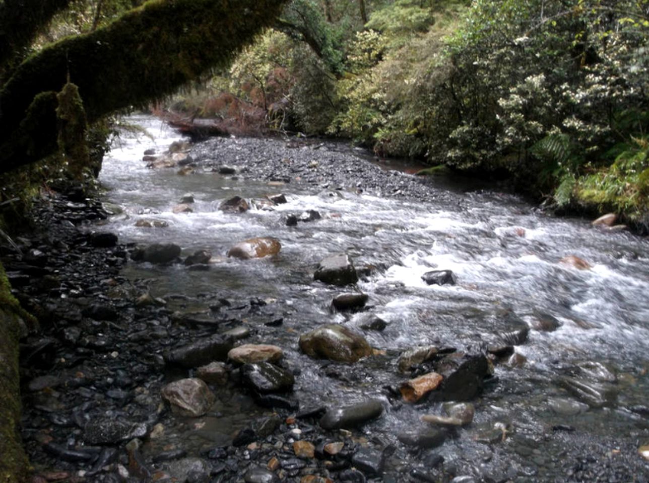 Secluded Cottage Retreat near Kahurangi National Park in Tapawera, South Island