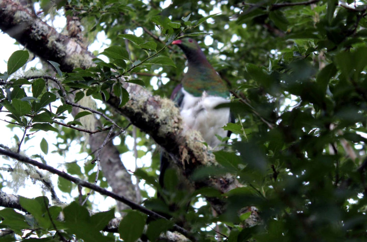 Secluded Cottage Retreat near Kahurangi National Park in Tapawera, South Island
