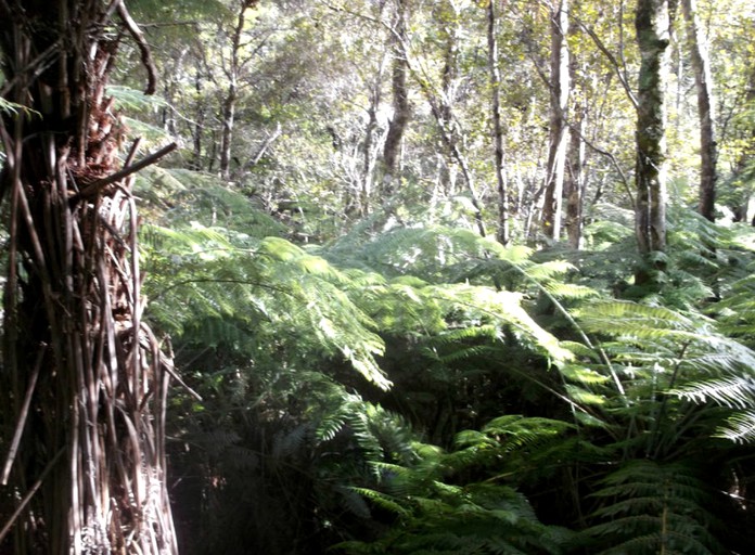 Cottages (Tapawera, South Island, New Zealand)