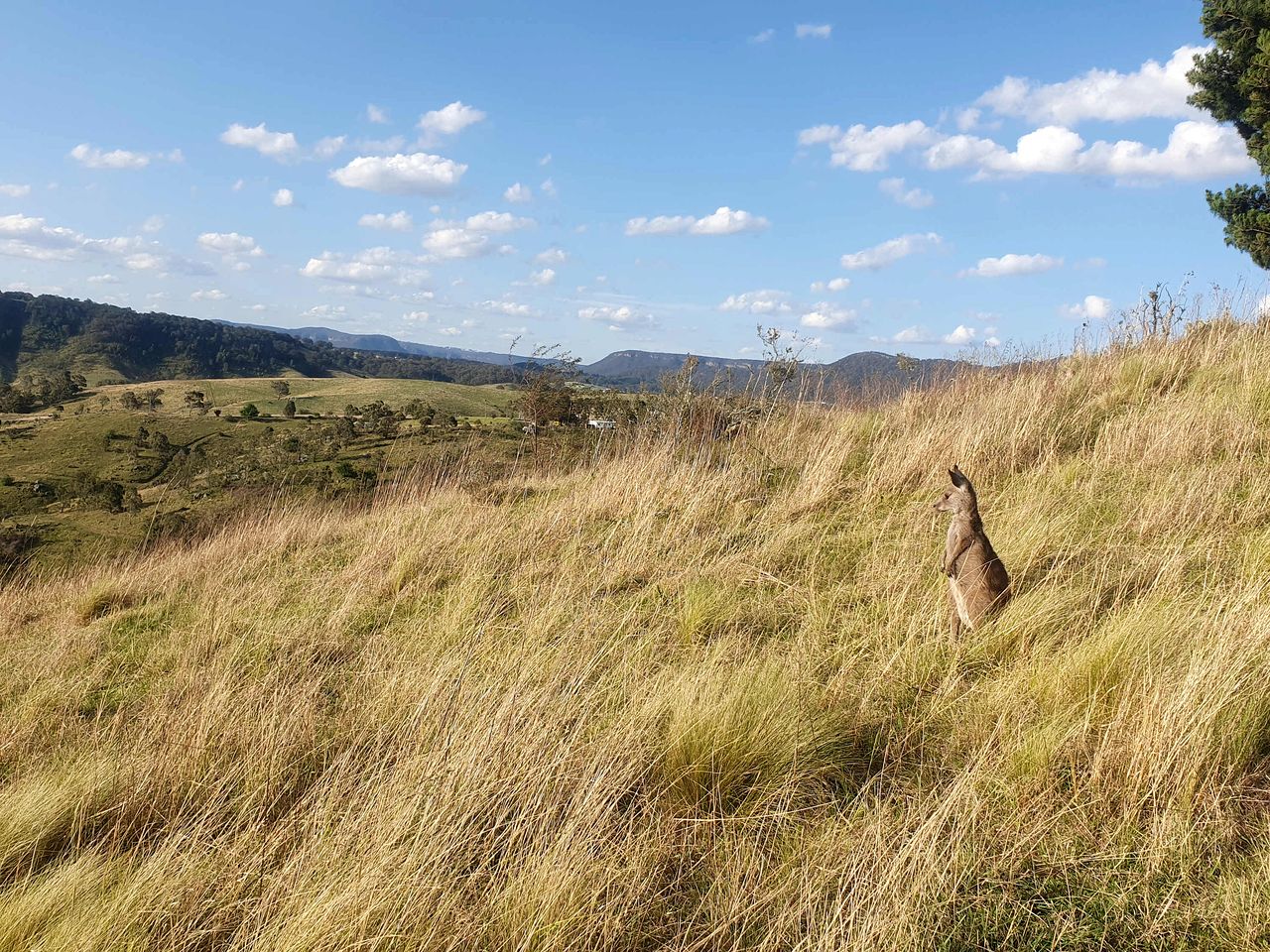 Enjoyable Tiny House with Great Sights in Kanimbla, New South Wales