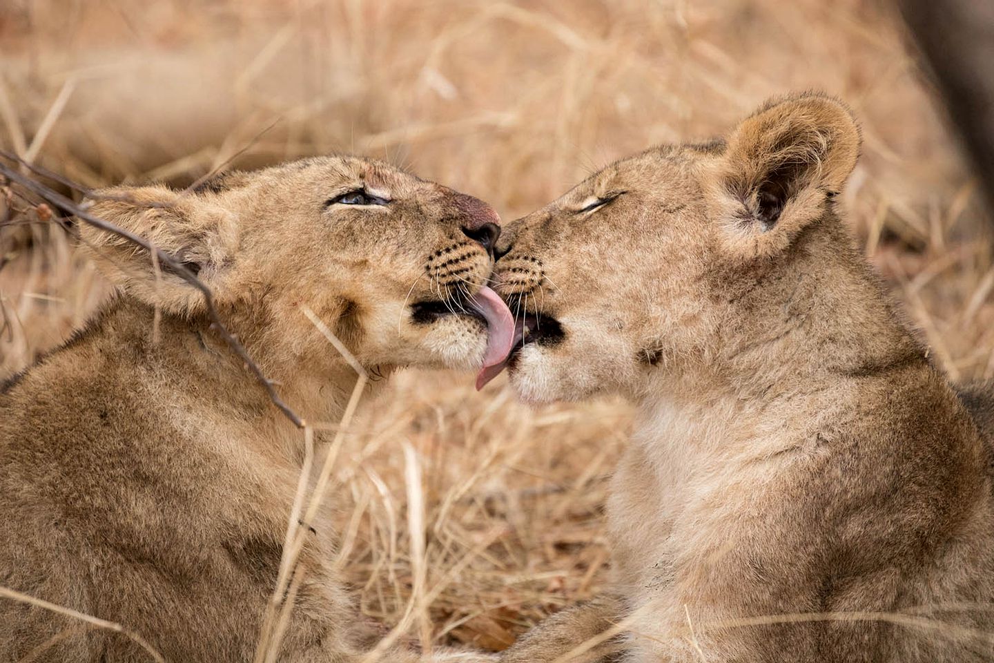 Safari Getaway near Drakensberg Mountains with a Pool in Limpopo, South Africa