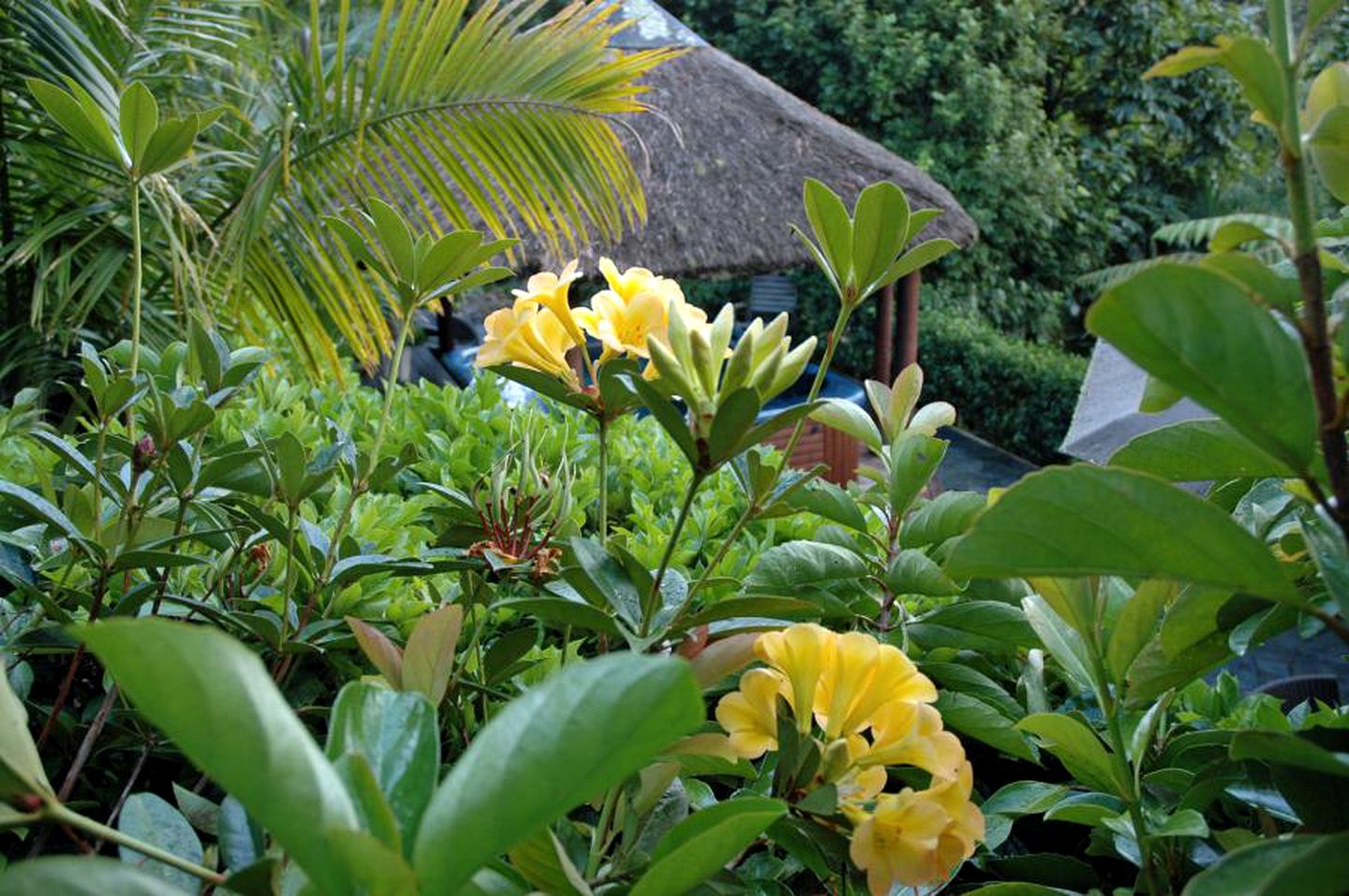 Luxury Lodge Rental with Saltwater Pool for Group Holiday in Palm Beach, Waiheke Island