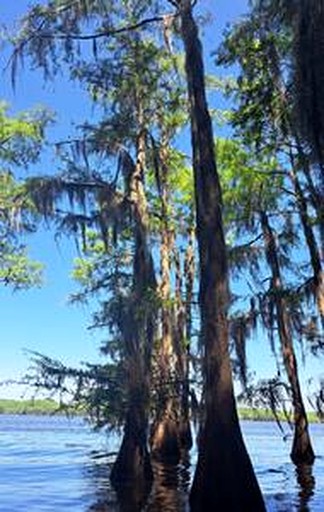 Vacation Rentals (United States of America, --, --)